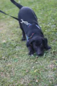 BORIS