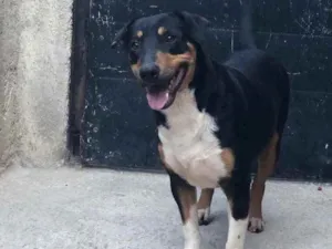 Gato raça SRD idade 1 ano nome TICO