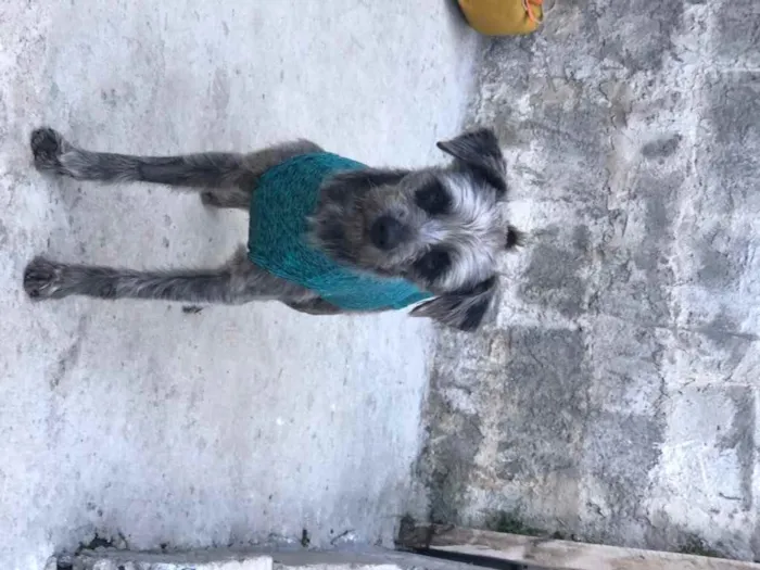 Cachorro ra a SRD idade 1 ano nome Lord
