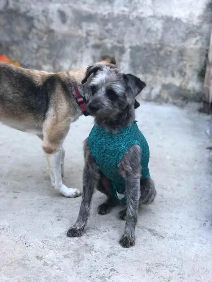 Cachorro ra a SRD idade 1 ano nome Lord
