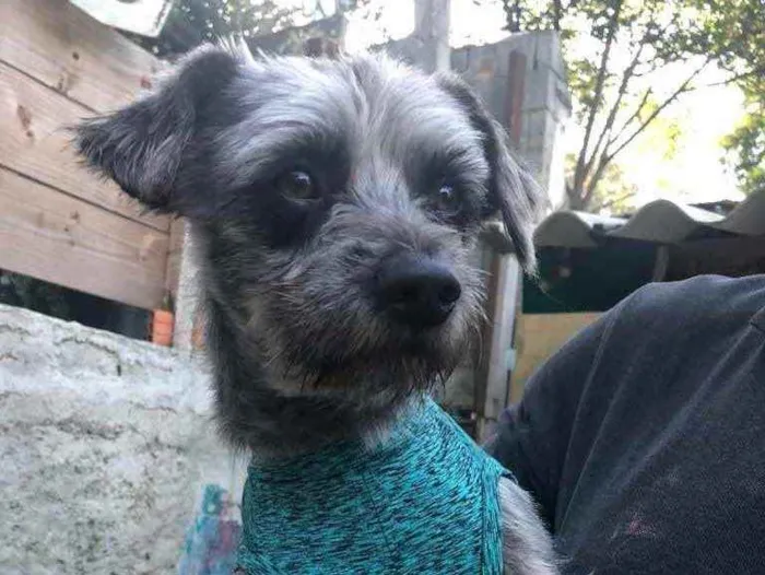 Cachorro ra a SRD idade 1 ano nome Lord