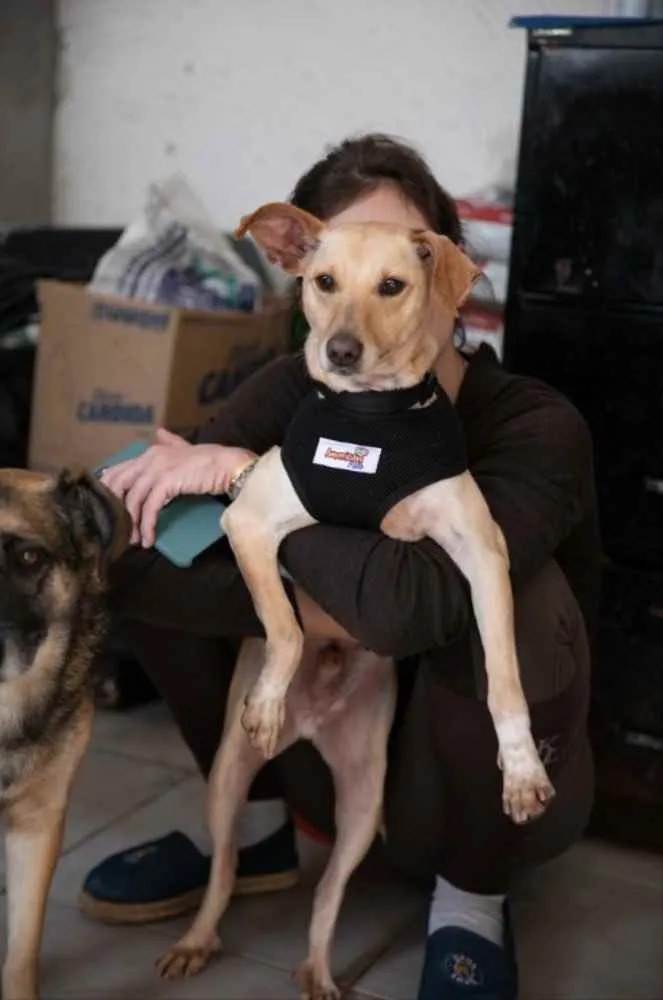 Cachorro ra a SRD idade 1 ano nome Rufito
