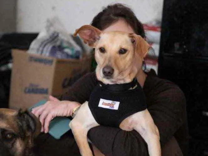 Cachorro ra a SRD idade 1 ano nome Rufito