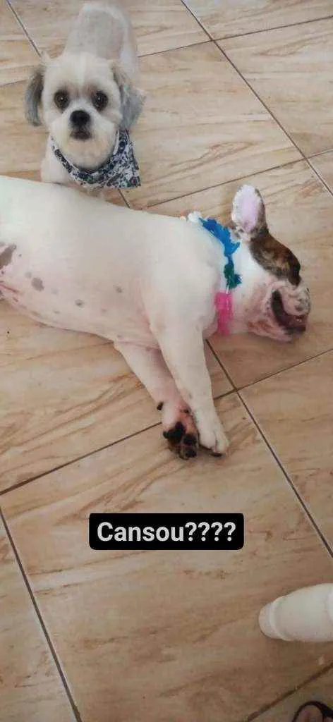 Cachorro ra a Bulldog inglês idade 7 a 11 meses nome Loki