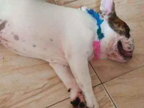 Cachorro ra a Bulldog inglês idade 7 a 11 meses nome Loki