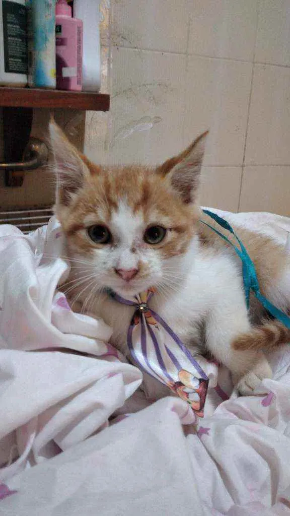 Gato ra a SRD idade 2 a 6 meses nome Filhote