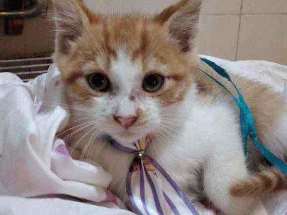 Gato ra a SRD idade 2 a 6 meses nome Filhote