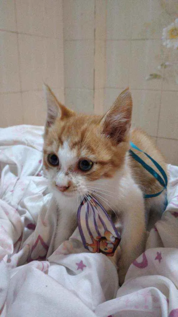 Gato ra a SRD idade 2 a 6 meses nome Filhote