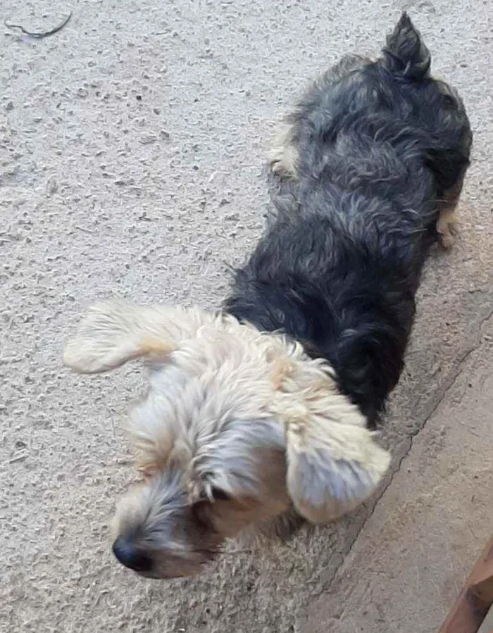 Cachorro ra a York com poodle idade 2 anos nome Sansao