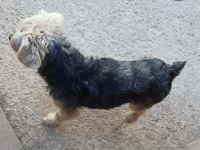 Cachorro ra a York com poodle idade 2 anos nome Sansao