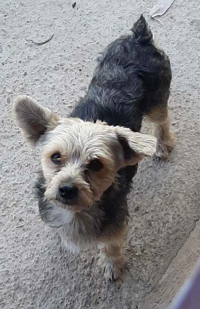 Cachorro ra a York com poodle idade 2 anos nome Sansao