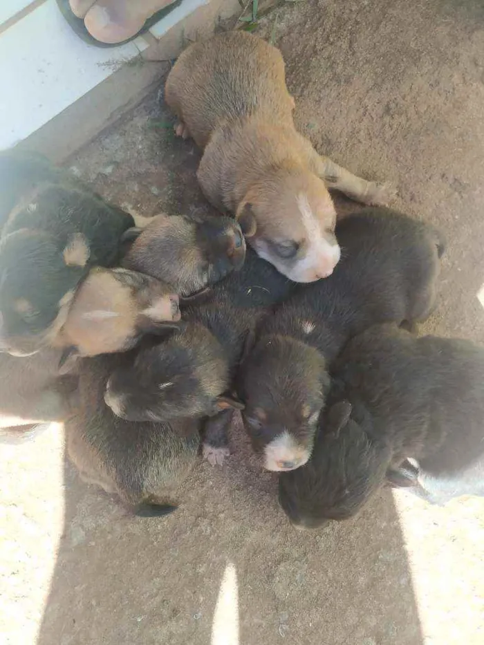 Cachorro ra a Vira lata idade  nome Bolinha....