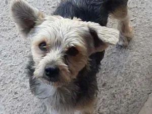 Cachorro raça York com poodle idade 2 anos nome Sansao