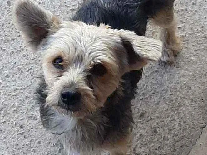 Cachorro ra a York com poodle idade 2 anos nome Sansao