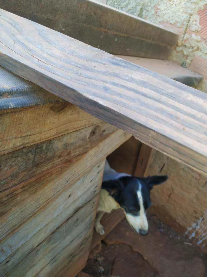 Cachorro ra a Vira lata idade  nome Bolinha....