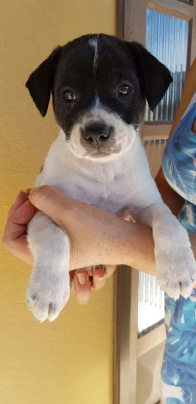 Cachorro raça Labrador com Boiadeiro idade Abaixo de 2 meses nome Sem nome
