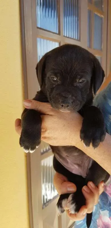 Cachorro raça Labrador com boiadeiro idade Abaixo de 2 meses nome Número 3