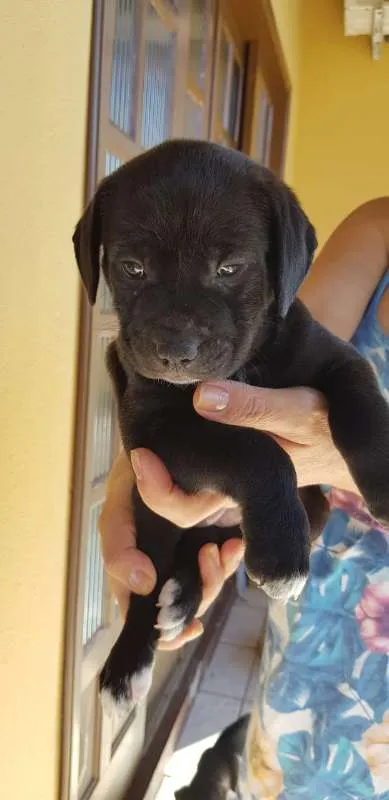 Cachorro raça labrador com boiadeiro idade Abaixo de 2 meses nome Número 4