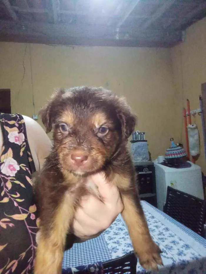 Cachorro raça  idade Abaixo de 2 meses nome Sem nome