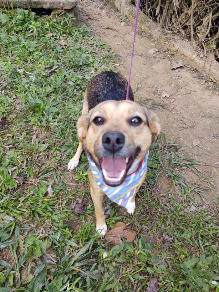 Cachorro ra a  idade 1 ano nome Gabriela 