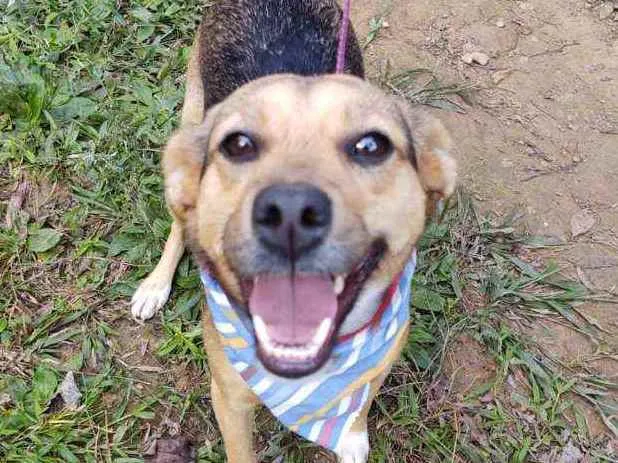 Cachorro ra a  idade 1 ano nome Gabriela 