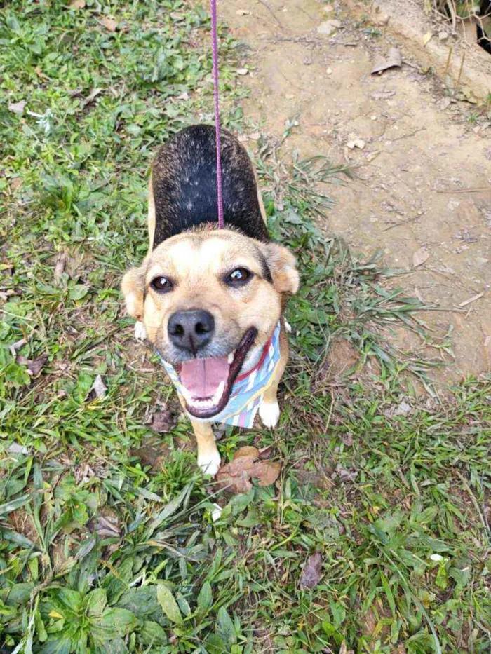 Cachorro ra a  idade 1 ano nome Gabriela 