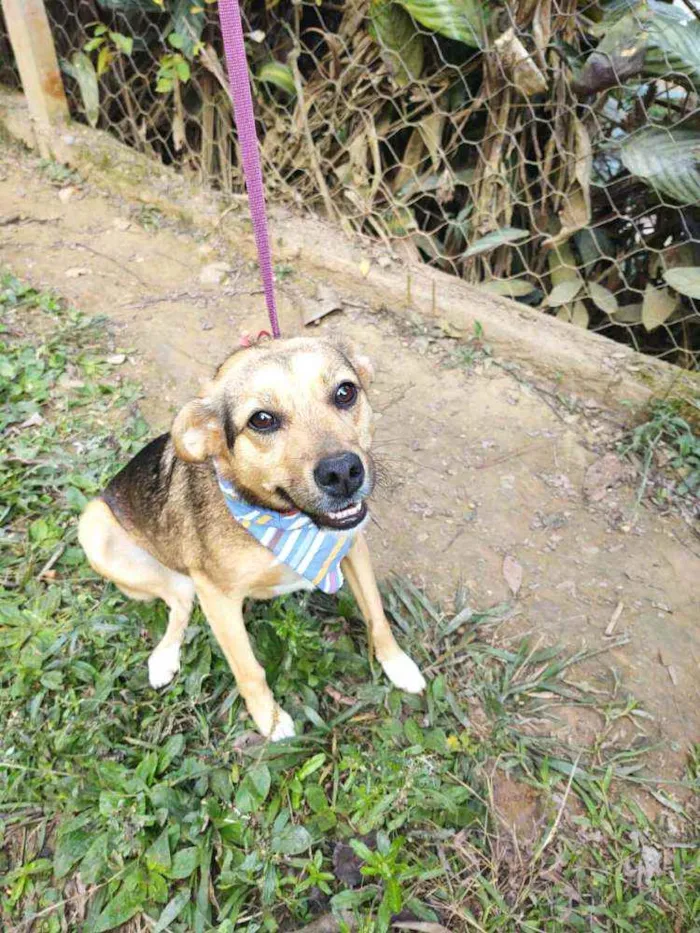 Cachorro ra a  idade 1 ano nome Gabriela 