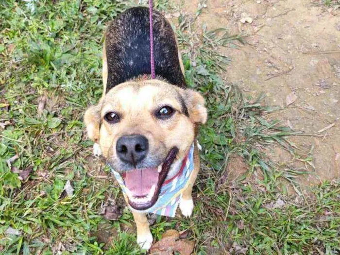 Cachorro ra a  idade 1 ano nome Gabriela 