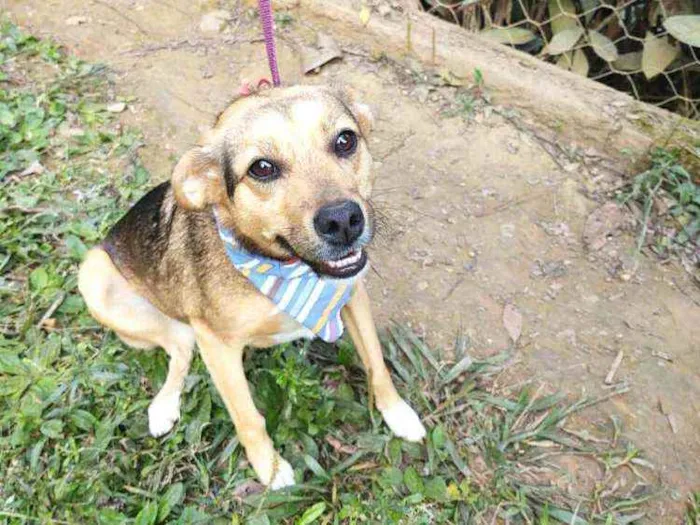 Cachorro ra a  idade 1 ano nome Gabriela 