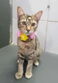 Milagres e Simba