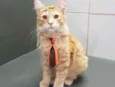 Milagres e Simba