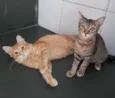 Milagres e Simba
