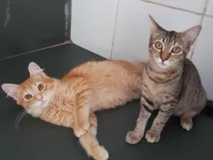 Gato raça SRD  idade 2 a 6 meses nome Milagres e Simba