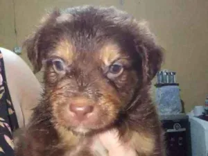 Cachorro raça  idade Abaixo de 2 meses nome Sem nome