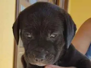 Cachorro raça labrador com boiadeiro idade Abaixo de 2 meses nome Número 4