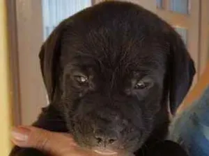 Cachorro raça Labrador com boiadeiro idade Abaixo de 2 meses nome Número 3