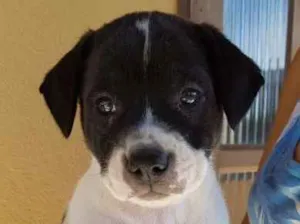 Cachorro raça Labrador com Boiadeiro idade Abaixo de 2 meses nome Sem nome