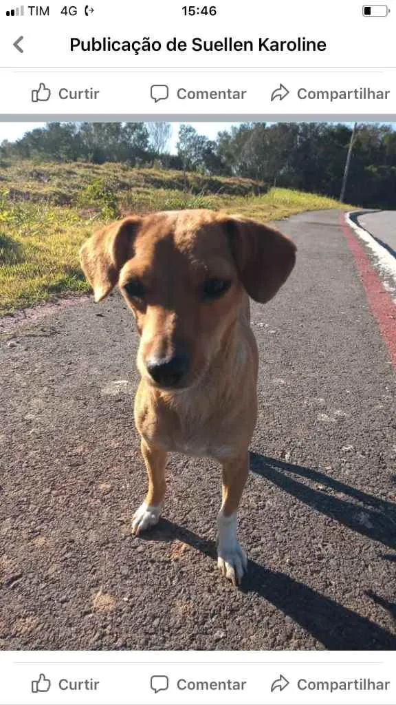 Cachorro ra a  idade 1 ano nome Não sei 