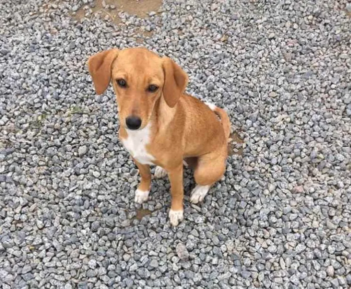 Cachorro ra a  idade 1 ano nome Não sei 