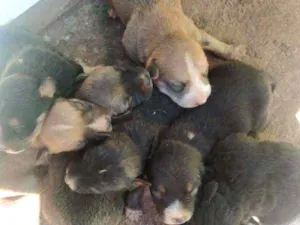 Cachorro raça Vira lata idade  nome Bolinha....