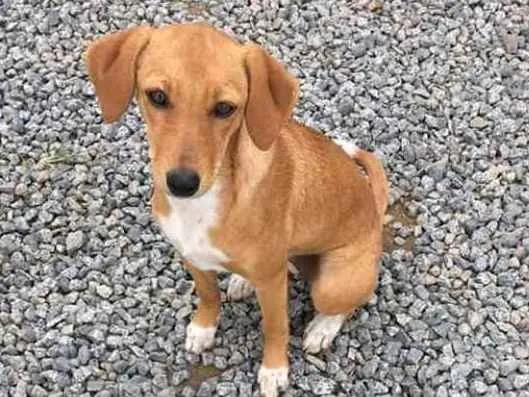 Cachorro ra a  idade 1 ano nome Não sei 