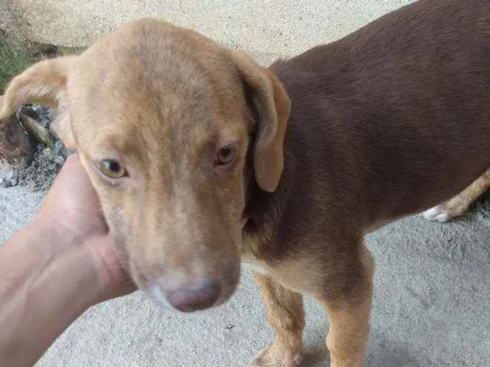 Cachorro ra a Vira lata  idade 2 a 6 meses nome Não possui nome 
