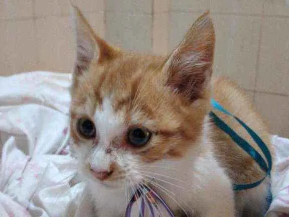 Gato ra a SRD idade 2 a 6 meses nome Filhote