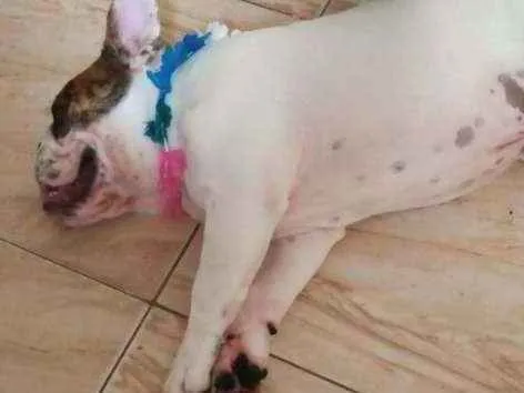 Cachorro ra a Bulldog inglês idade 7 a 11 meses nome Loki