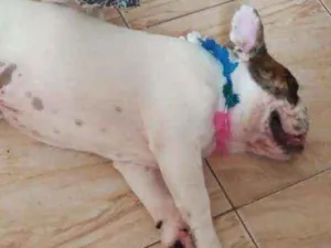 Cachorro raça Bulldog inglês idade 7 a 11 meses nome Loki