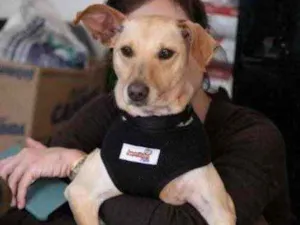 Cachorro raça SRD idade 1 ano nome Rufito
