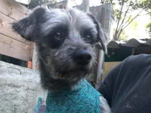Cachorro raça SRD idade 1 ano nome Lord