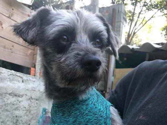 Cachorro ra a SRD idade 1 ano nome Lord