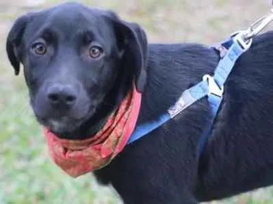 Cachorro ra a SRD idade 2 a 6 meses nome BORIS