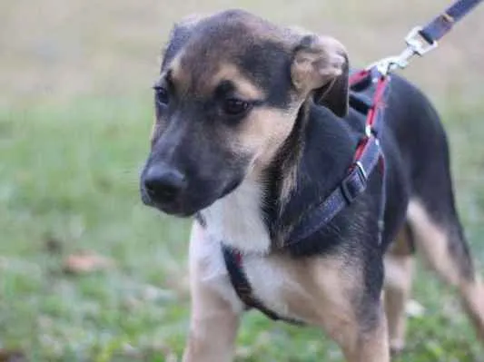 Cachorro ra a SRD idade 2 a 6 meses nome Beko